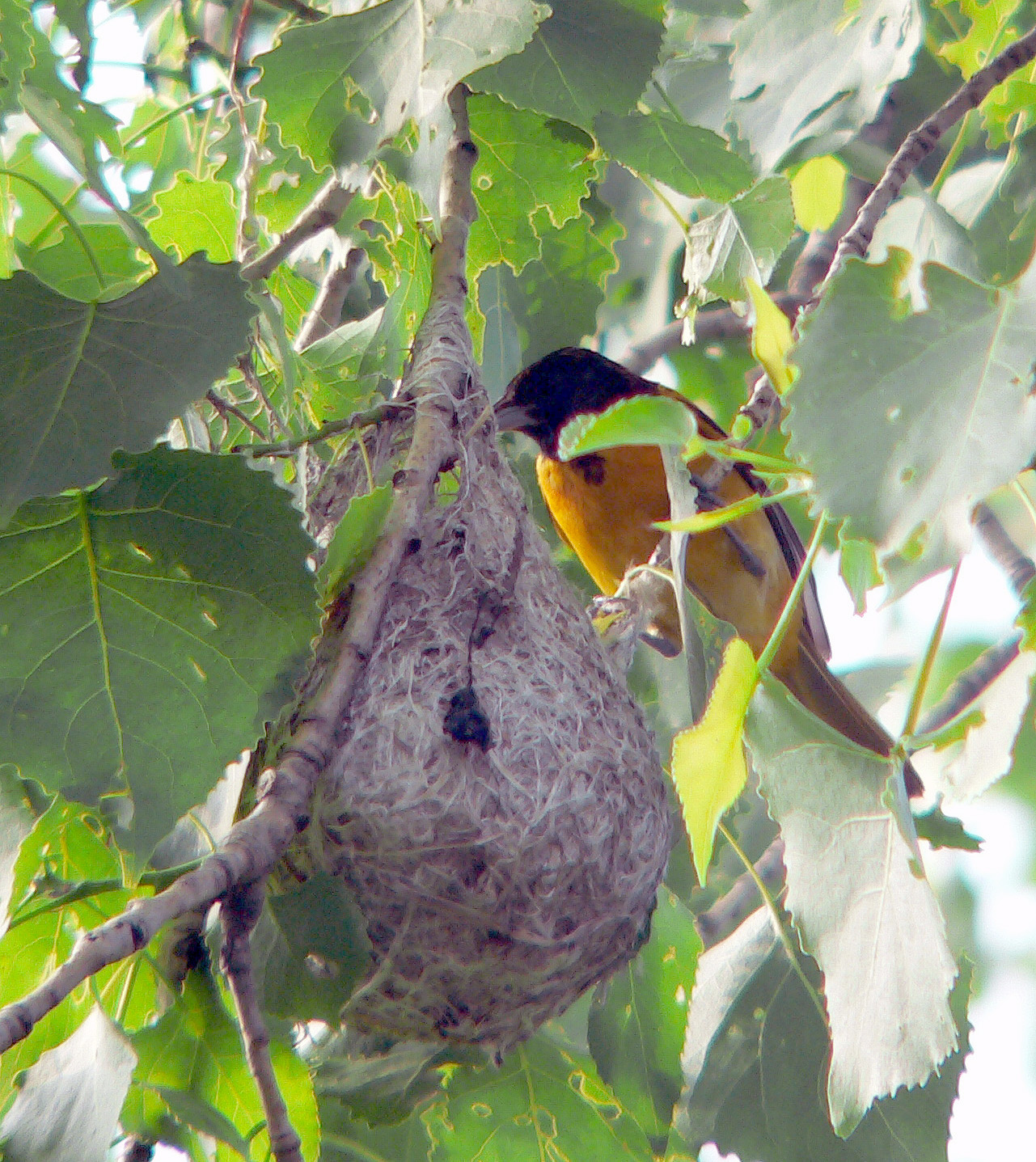 Male Baltimore Oriole at nest. These woven nests are so sturdy they often last through the entire year.