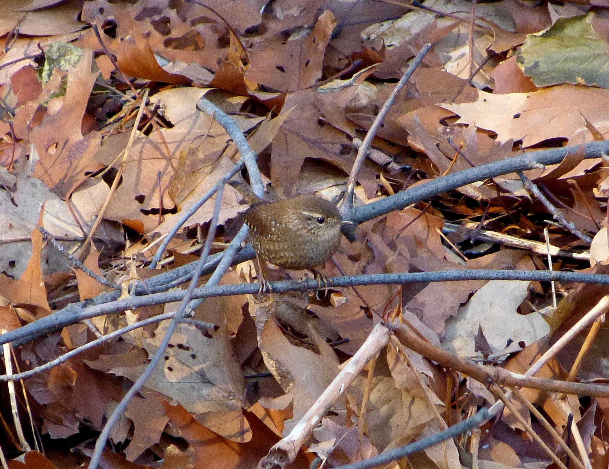 Winter Wren. This bird is only a little more than three inches in length. At nine grams, you could mail three of them with a single first class stamp!