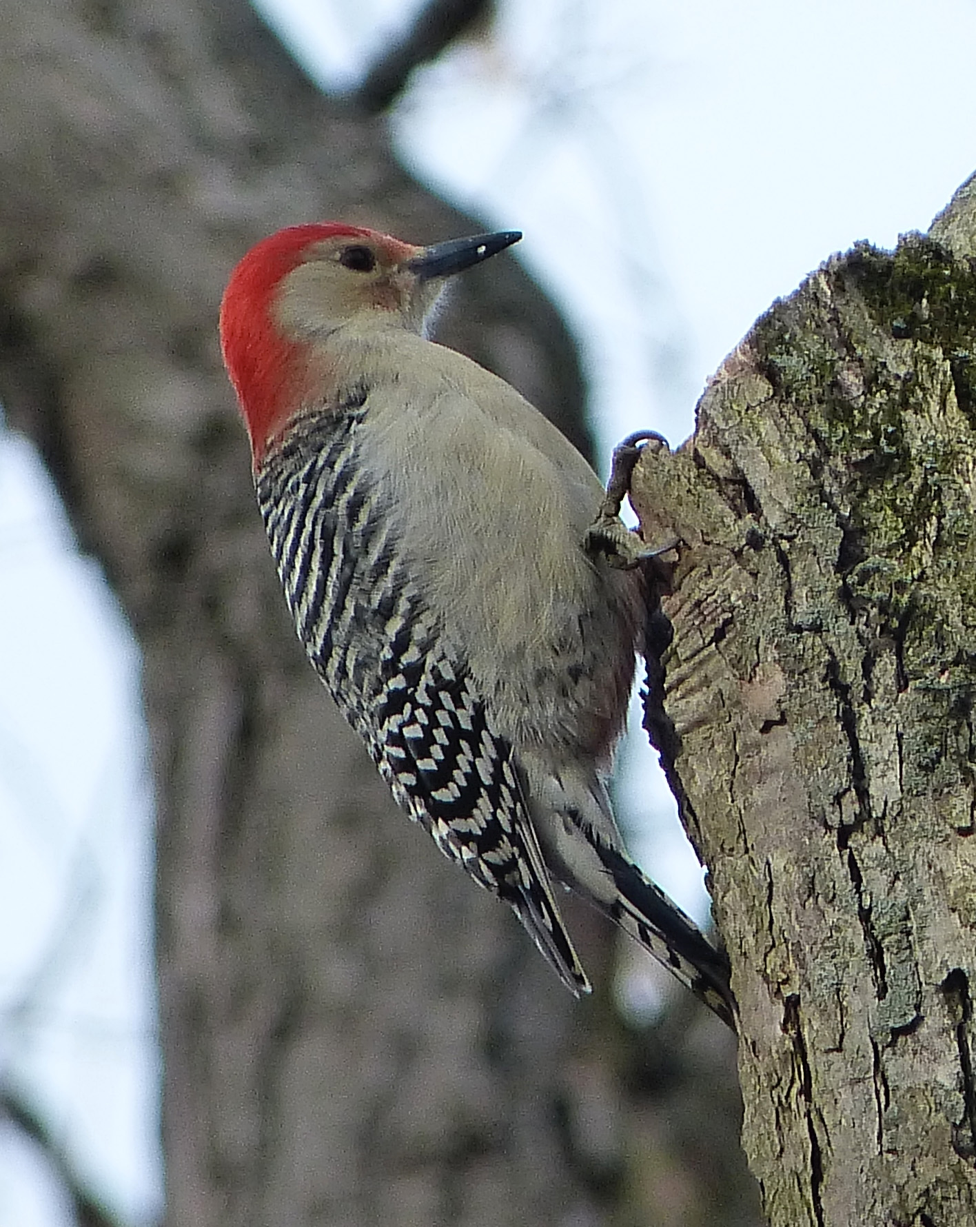 Red-bellied Woodpecker
