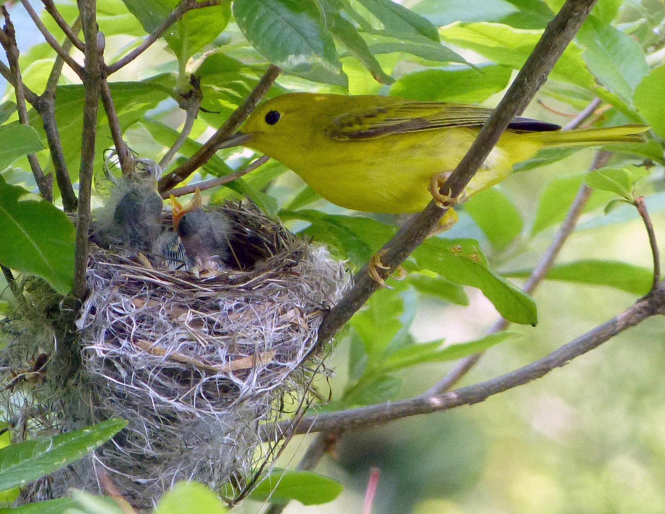 Yellow Warbler This female Yellow Warbler has at least three mouths to feed