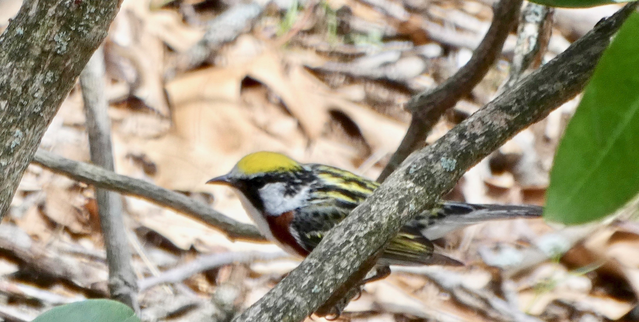Male Chestnut-sided Warbler